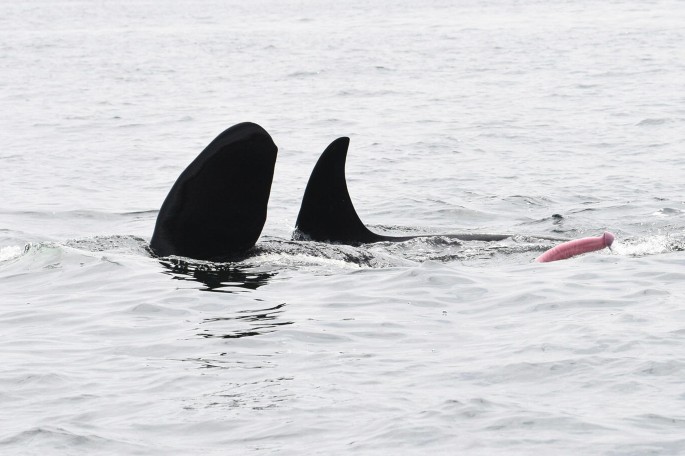 A photograph of the Resident killer whales' play behavior.