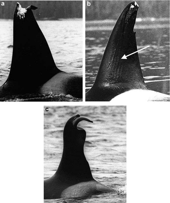 3 photographs of dorsal fin wounds in Resident Killer whales, and Bigg's killer whales. The arrow indicates the wound.