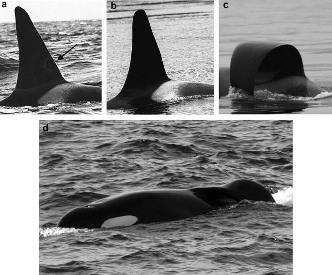 A set of 4 photographs of Resident Killer Whale illustrate the development of dorsal fin collapse.