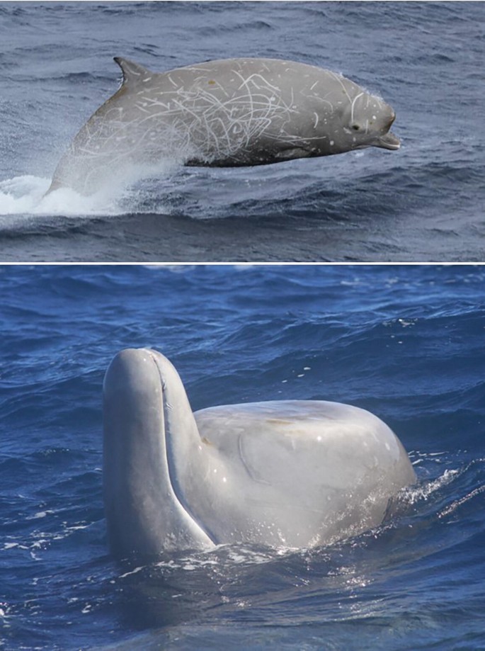 What Caused the Largest Known Mass Stranding of Stejneger's Beaked Whales?