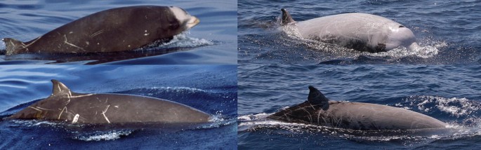 4 photographs of Cuvier’s beaked whale. The photographs illustrate changes after a span of time. The photographs on the left illustrate a younger whale while the photographs on the right illustrate an older whale.