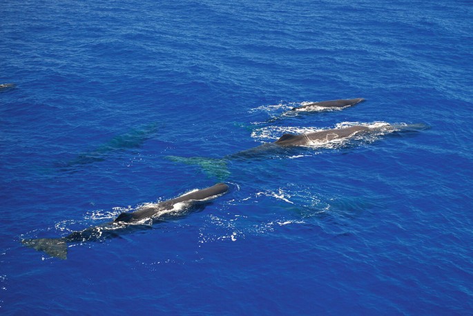 A photograph illustrates a female sperm whale and young sperm whales swimming around a large male sperm whale on the water's surface.