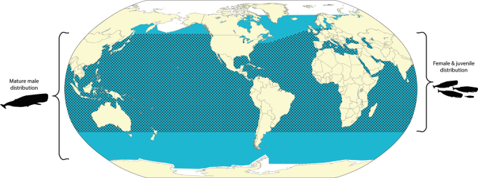 An illustration of a globe indicates the distribution of mature male whales and female and juvenile whales. Mature male whales are widespread across almost all areas. Female and juvenile whales cover most of the same areas as mature male whales.