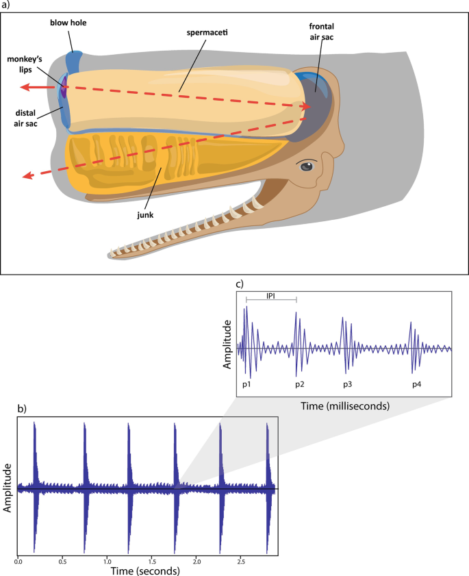 3 parts. A. An illustration of a sperm whale's nose with labels blow hole, monkey's lips, distal air sac, spermaceti, junk, and frontal air sac. B and C. Waveform graphs plot amplitude versus time in milliseconds. They display fluctuating waves.