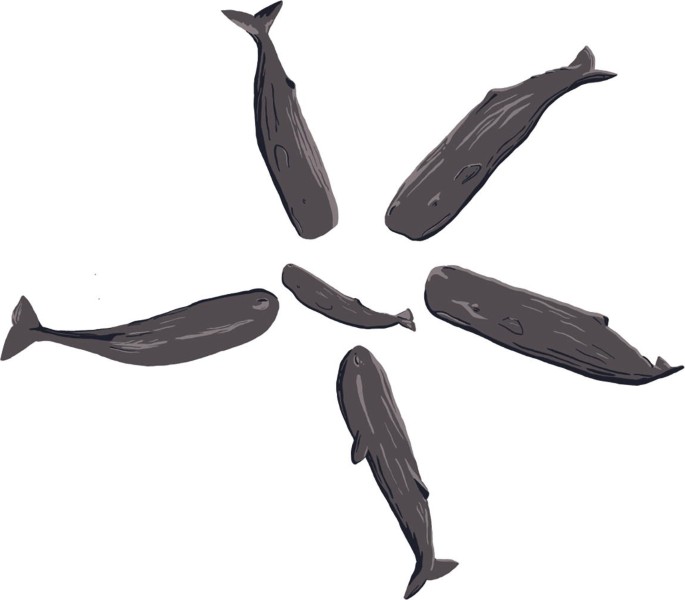 An illustration of a group of adult sperm whales arranged in a circular pattern, with a calf positioned in the center of the circle.