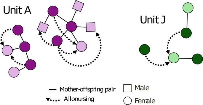 Two schematic diagrams illustrate the relationships between young and adult males and females, as well as mother-offspring pairs and allonursing in Unit A and Unit J.