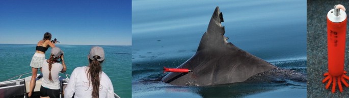 Three photographs. On the left, three people spot a sea animal from a boat. In the middle photograph, a biopsy dart is inserted into a fish. On the right, a biopsy dart with a steel tip.