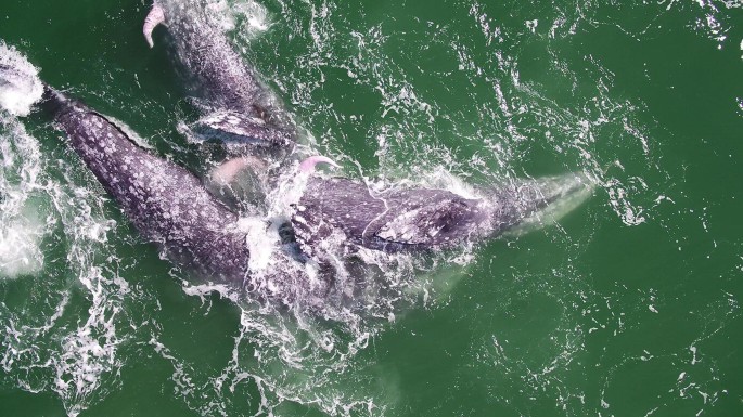 A photograph of three gray whales in close proximity to one another in the sea.