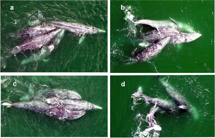 4 Photos of three gray whales in different positions in close proximity to one another in the sea.