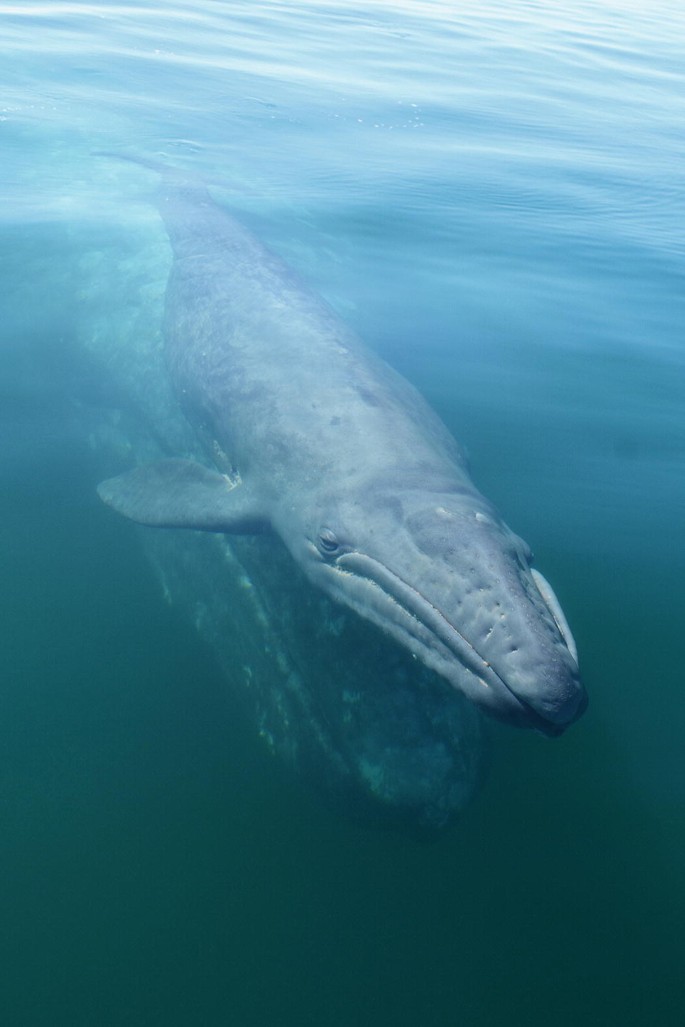 A photo of a gray whale swimming on the water surface and another whale swimming exactly below the gray whale.