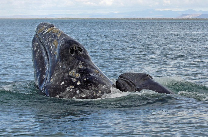A photo of a whale's head and calf's head exposing above the water surface.