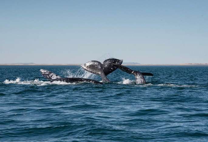 A photo of the tail of 2 whales exposing above the water surface.
