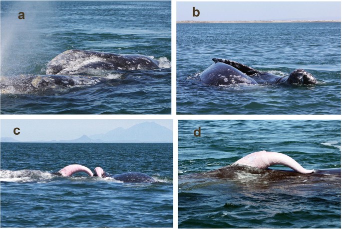 4 Photograph of two gray whales in close proximity to one another in the sea in different positions.