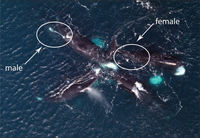 A photograph of a female bowhead whale surrounded by 5 male bowhead whales. The penis of one of the males is indicated by a circle.