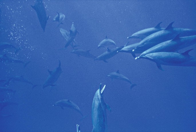 A photograph displays several adult male dolphins in the water. Some of them are moving in different directions in the backdrop.