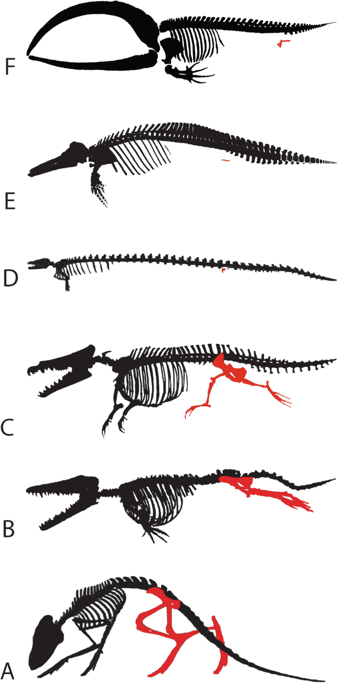 6 illustrations exhibit the evolution of skeletal morphology from land-to-sea transition in archaeocetes. The pelvic girdle and hindlimbs are reduced in modern cetaceans.