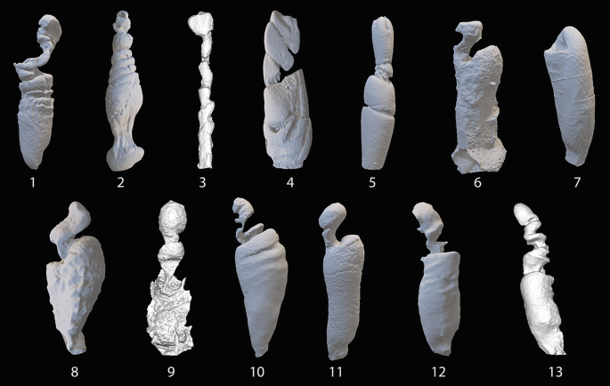A photo presents the thirteen 3 D models of the vaginal lumen and cervix.