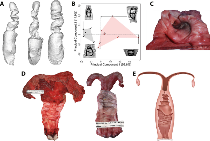 a. A photo of three 3 D endocast models of the vagina. b. An area graph indicates sexually immature and mature females. c. A photo of a dissected vagina. d. A photo of 2 dissected reproductive tracts along with a measuring scale. f. An illustration of a female reproductive tract is illustrated.