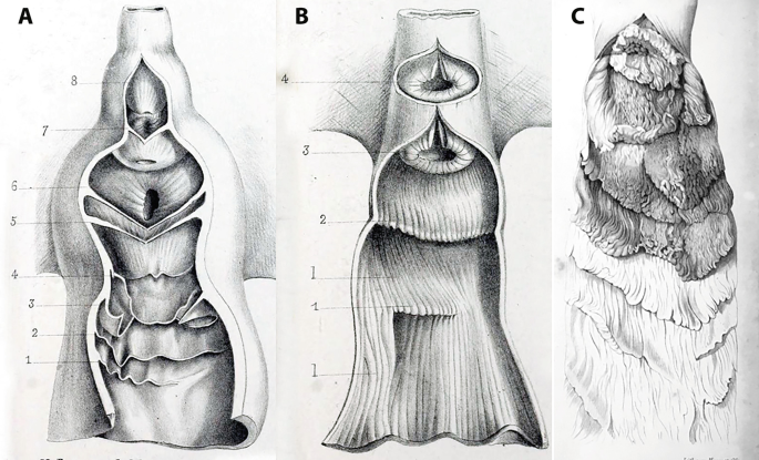 3 illustrations of the open reproductive tracts of the female baleen with their parts numbered in a and b.