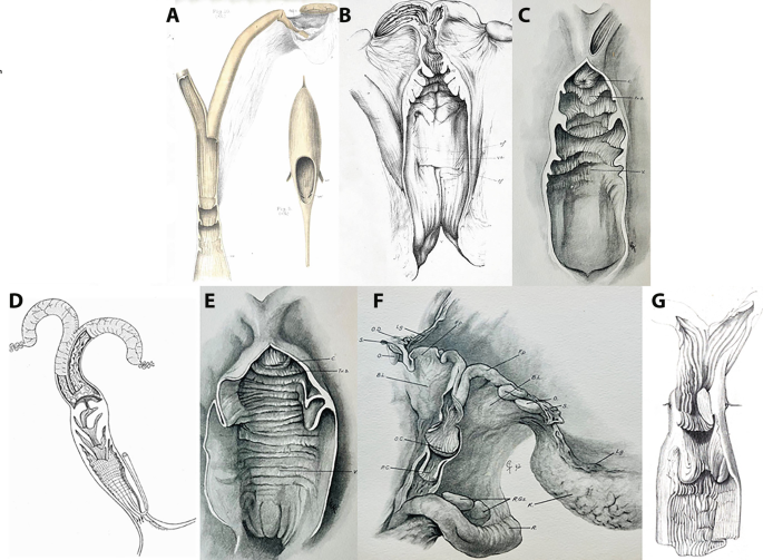 6 illustrations of the reproductive tracts of the 7 different species of female toothed whales.