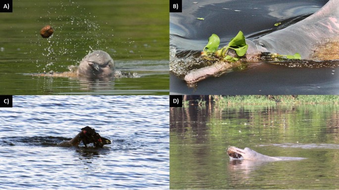 4 photographs. a. An Amazon river dolphin with a seed hovering on its left side. b to d. The same dolphin holds a young plant, a cloth, and a stingray, respectively, in its mouth.