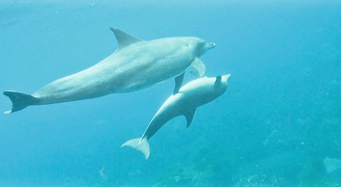 A photograph of a mother dolphin with its fins laid on the belly of its calf.