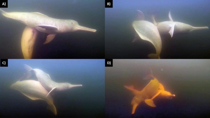 4 photographs of a river with a male and a female dolphin touching their bodies.