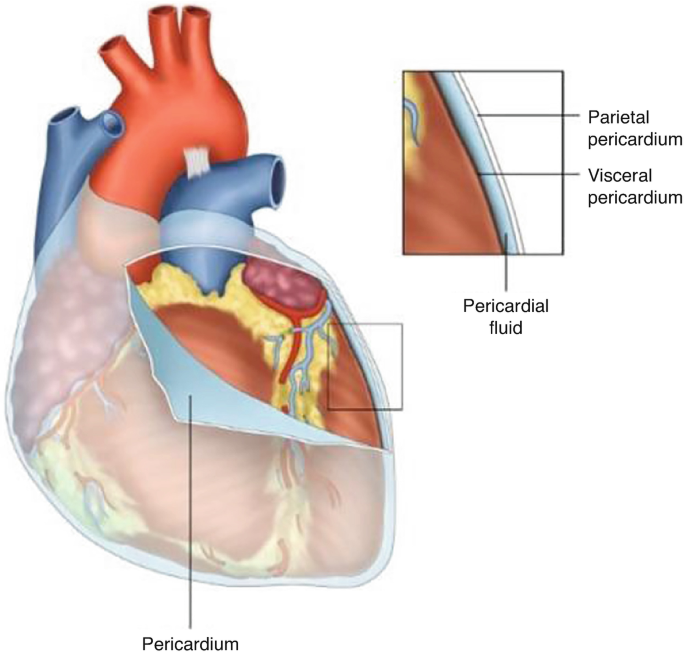 An anatomy diagram of the heart with the labeled region of the pericardium. The parietal pericardium, visceral pericardium, and pericardial fluid regions are magnified on the top.