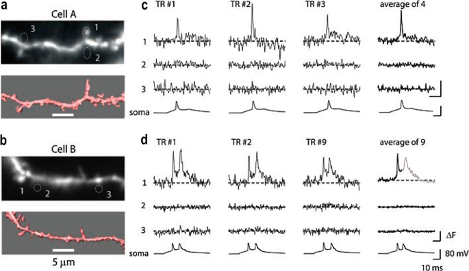 Four micrographs of cells A and B. On the right are recordings leads labeled 1, 2, and 3 for T R hashtag 1, 2, 3, and average of 4 for cell A, and T R hashtag 1, 2, 9, and average of 9 for cell B. Below them are leads labeled soma.