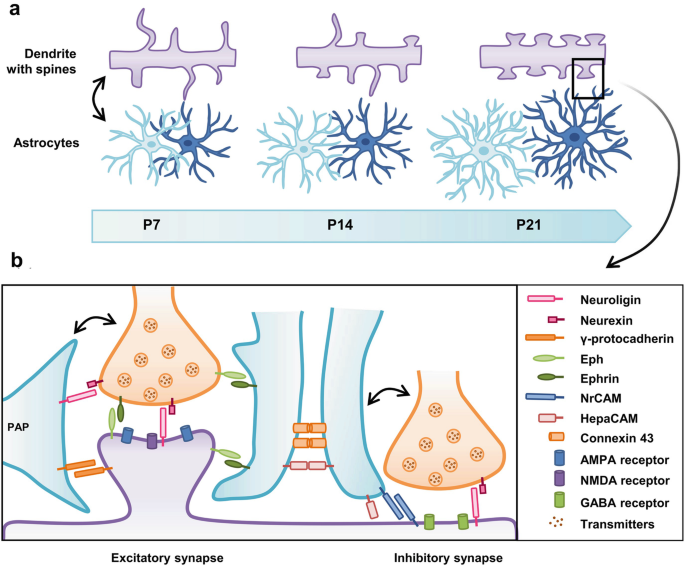 Glial Cell Modulation of Dendritic Spine Structure and Synaptic