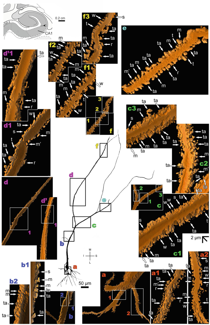 2 diagrams and 19 3-D models. Top left. A coronal section of C A 1 region. Center. A dendritic structure has 6 outlined sections. The micrograph and models present the 6 sections of the dendritic structure with labeled tiny protrusions and outlined segments.