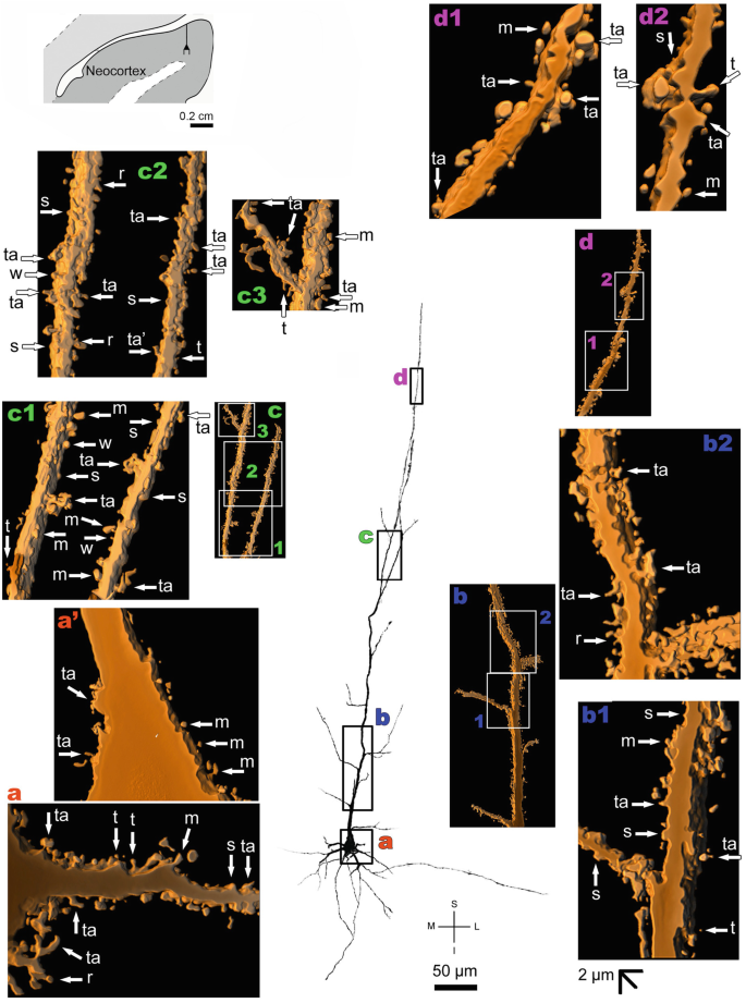 2 diagrams and 12 3-D models. Top left. A coronal section of the neucortex. Center. A dendritic structure has 4 outlined sections. The 3-D models present the 4 sections of the dendritic structure with labeled tiny protrusions and outlined segments.