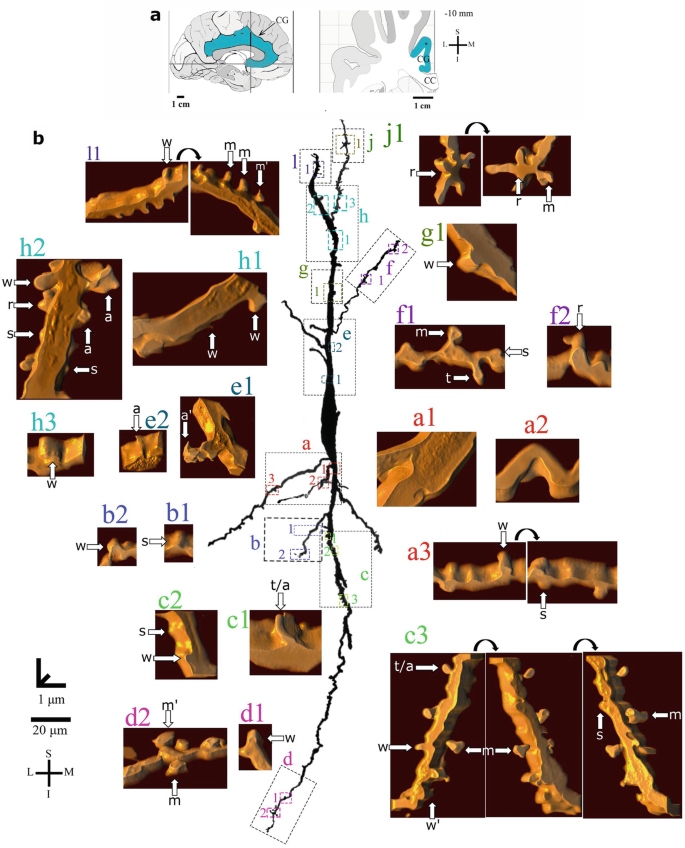 3 diagrams and 25 3-D models. Top. A section of brain neuron with a labeled part, P C, and a zoomed view. Center. A dendritic structure has 10 outlined sections. The 3-D models present the 10 sections of the dendritic structure with labeled tiny protrusions and outlined segments.