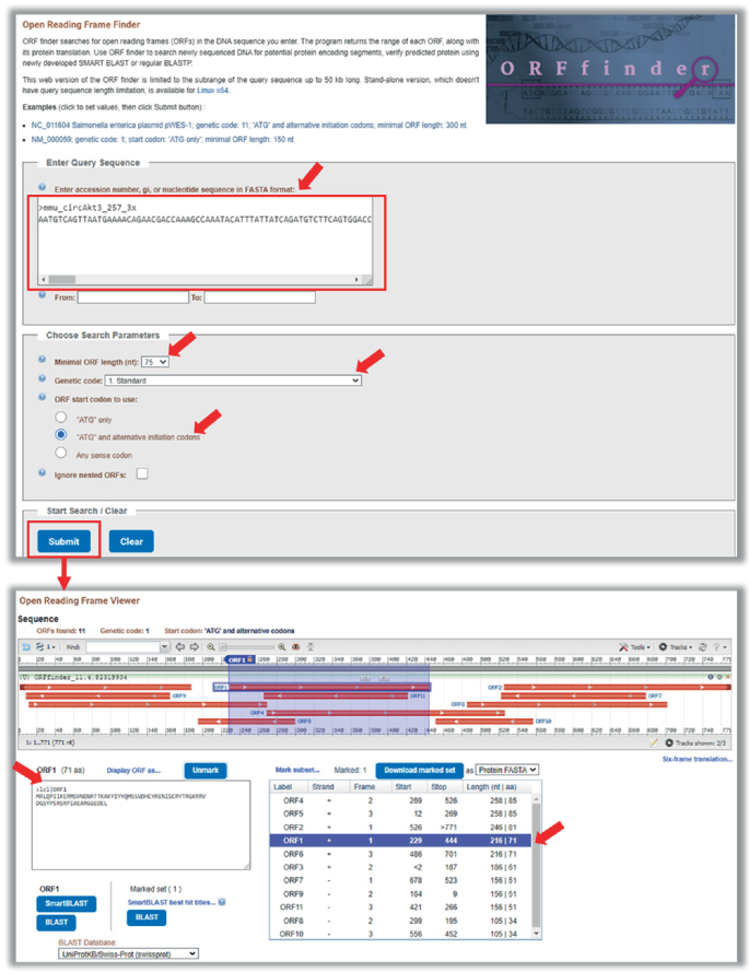 A screenshot of the O R finder interface with sections highlighted for entering the accession number, g i or nucleotide sequence in FASTA format, minimal O R F length, A T G, alternative initiation codons, and submit. The open reading frame viewer is given below, with columns for O R F 1.