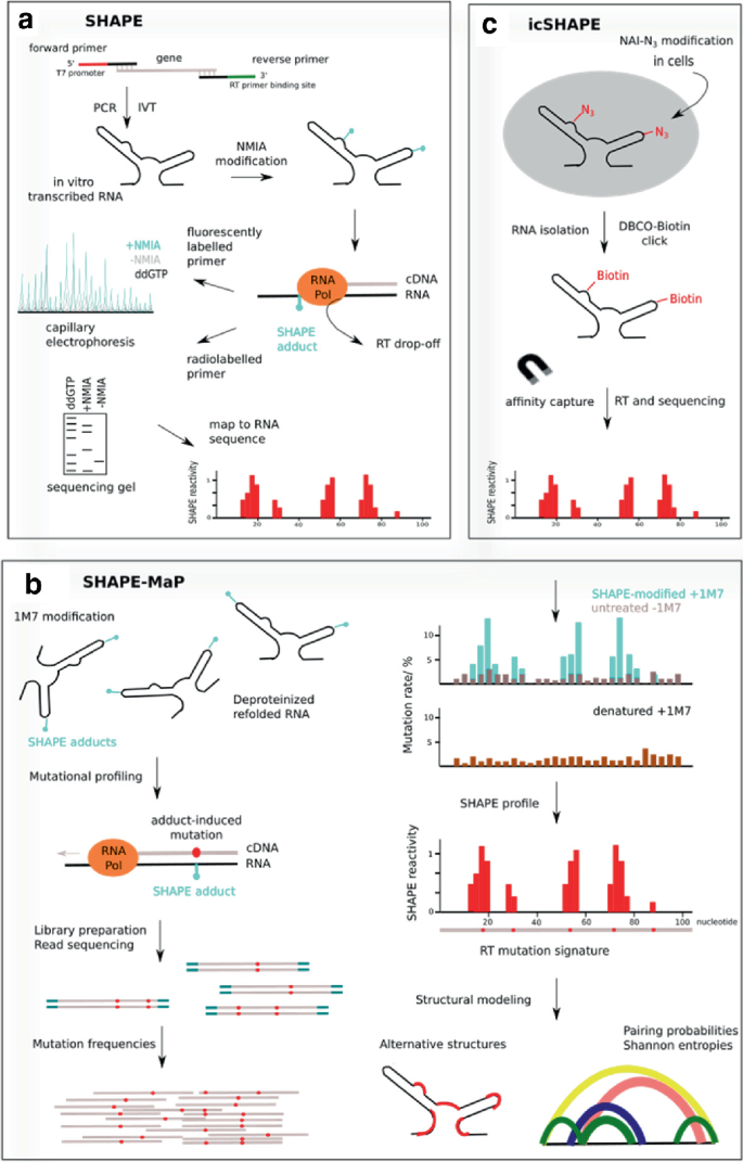 3 mapping techniques: A. SHAPE involves transcribing genes by P C R, modifying R N A with N M I A, creating an R N A pool, and analyzing using capillary electrophoresis. B. i c SHAPE detects N A I-N 2 modifications in cells by isolating R N A and sequencing. C. SHAPE-M a P utilizes 1 M 7 modification.