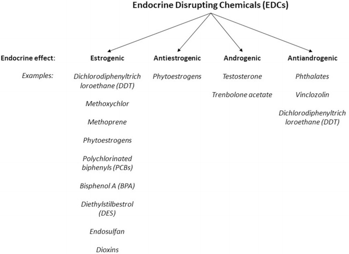 A schematic representation on E D Cs which leads to endocrine effects such as estrogenic, antiestrogenic, androgenic, and antiandrogenic. The examples of them include, D D T, phytoestrogens, testosterone, and phthalates.