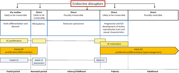 A flow diagram of endocrine receptors classified via mother, direct which is likely to be irreversible, possibly irreversible. It covers foetal period, neonatal period, infancy or childhood, puberty, and adulthood.