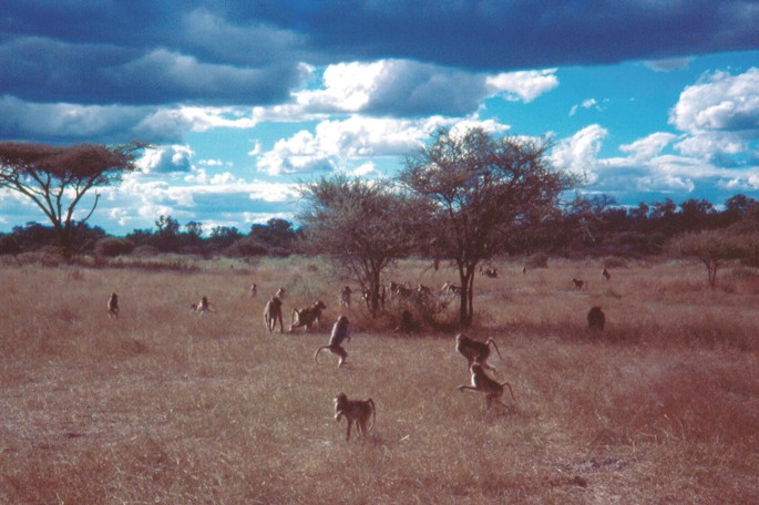 A photograph of a group of baboons foraging in a grassy field with scanty and short trees.