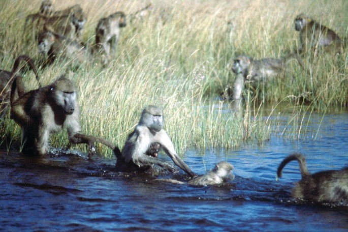 A photograph of a group of chacma baboons wading through a body of water.