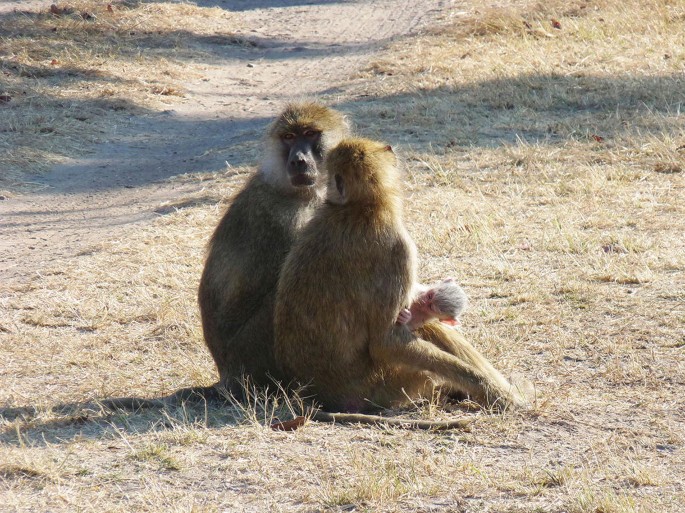 A photograph of two baboons seated in an open field. There is an infant with them.