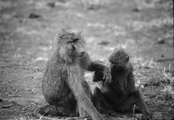 A photograph of an old and young baboon. The young baboon holds the hand of the old baboon and looks at it.