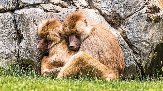 A photograph of a baboon hugging another baboon from behind.