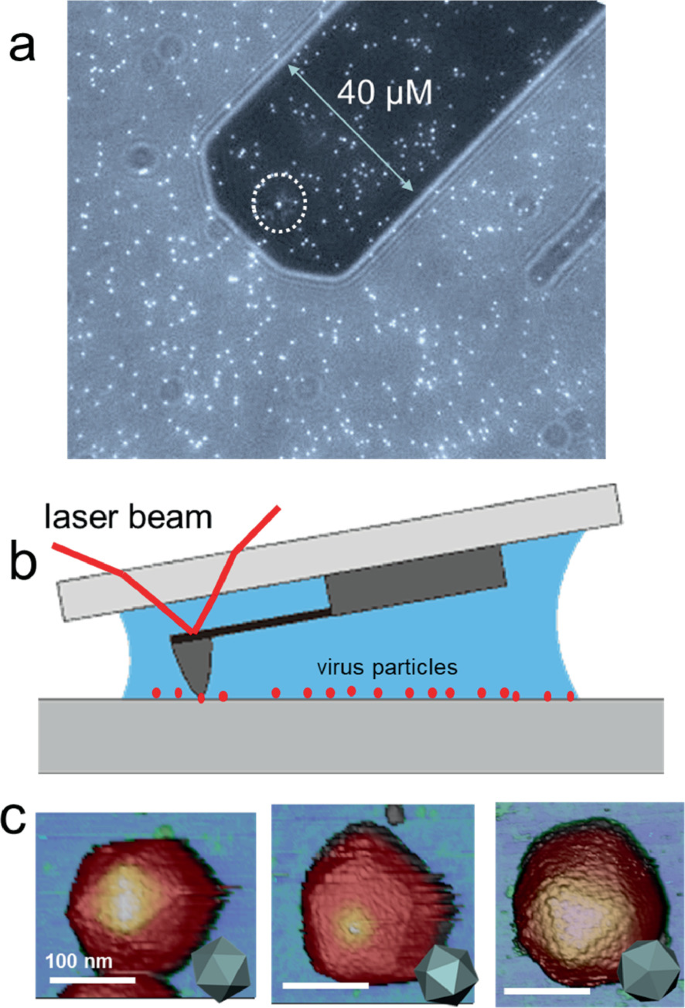 a. A micrographic image of the tip of an instrument has a dimension of 40 micrometers. b. A laser beam is used to attack the viral particles. c. 3 tetrahedral-shaped viruses have a dimension of 100 nanometers shown from different orientations.