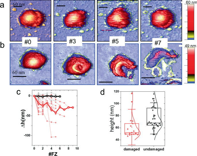 8 illustrations of the micrographs of a virus disintegrating slowly have a 60-nanometer dimension. A scatter plot on delta h versus F Z has an irregular trend. A box plot on height versus damaged and undamaged particles.