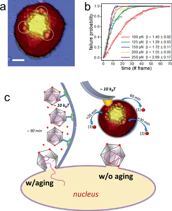 An illustration of a viral particle inside a nucleus that acts with aging and without aging. The R N A inside the nucleocapsid is released into the nucleus after 90 minutes. The laser points are observed at an interval of 20, 30, and 60 minutes. A graph on failure probability versus time.