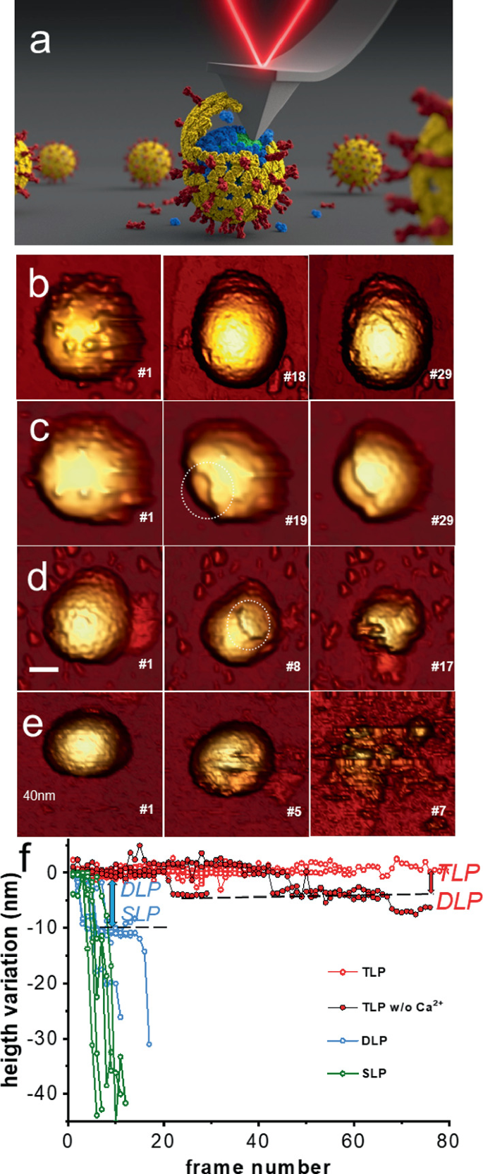 13 illustrations of the viral particles with laser given by A F M tip. The disintegration of the coating of viral particles is seen in the 12 microscopic images below. A graph on height variation versus frame number. T L P and D L P waveforms are increasing initially, then become constant.