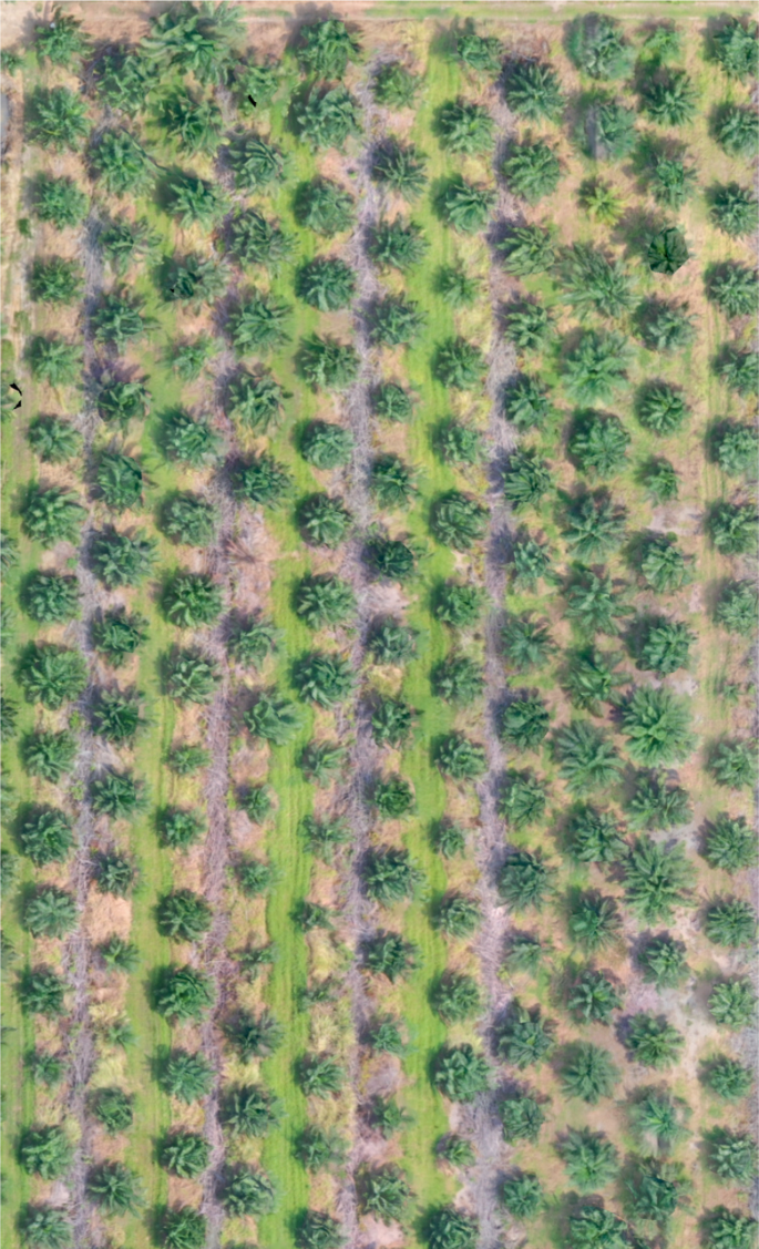 Palm Tree Dataset Construction with Plant Height Estimation and