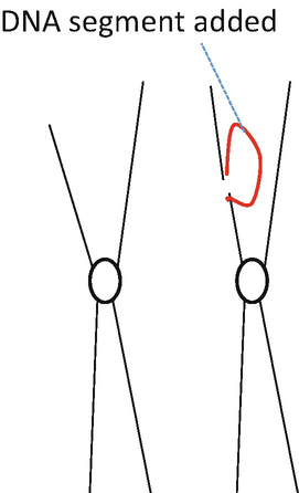 A diagram of a pair of chromosomes marks the insertion of a D N A segment.