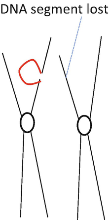 A diagram of a pair of chromosomes marks the deletion of a D N A segment.