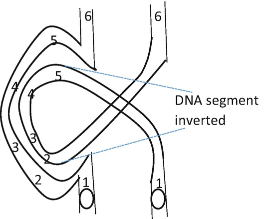 A diagram of the loop of the chromosome illustrates the inverted D N A segment.